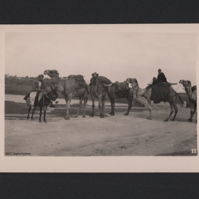 Camels, Jaffa