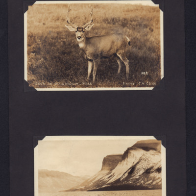 Deer and Lake Minnewanka