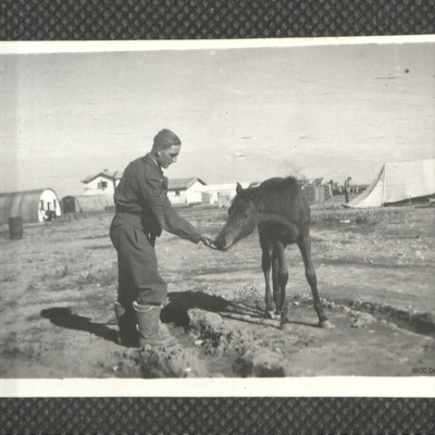 Airman feeding horse