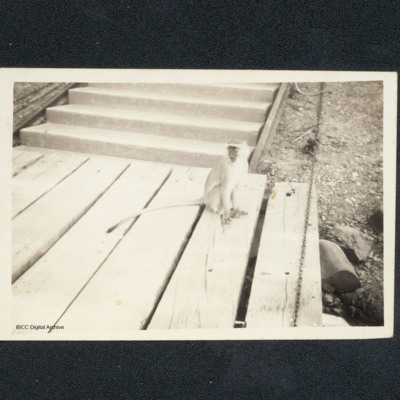 Monkey on wooden walkway