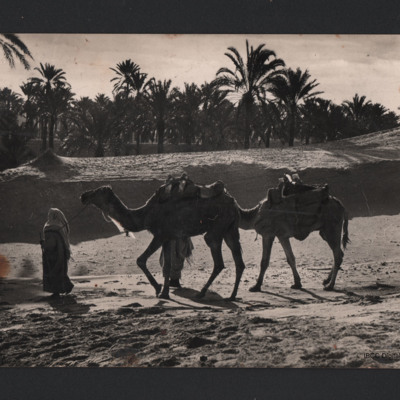 Arab with two camels